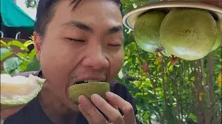 Harvesting BITTER SNAILS, eating STAR APPLE, cooking snails braised with lemongrass and chili