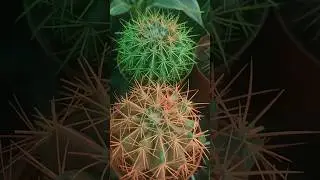 I found beautiful cactus 🌵 plant #motivation #trending #nature #gardenflowers #youtubeshorts #youtub