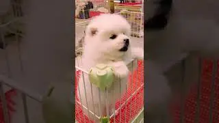 #th&uacute;cưng  #ch&oacute;m&egrave;oh&agrave;ihước #ch&oacute;  Ch&oacute; Phốc S&oacute;c Mini  Funny and Cute Pomeranian cute animals#85.2