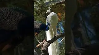 white beautiful peacock