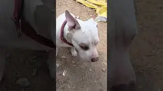 हेलो कैसे हो आप लोग🤪🤣#funnyvideos