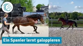 Schreckhafter Spanier braucht Basistraining - 1 Monat Jungpferdeausbildung