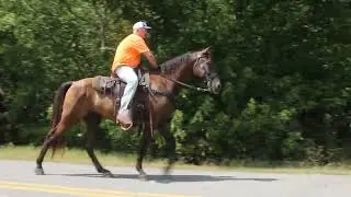 Great Trail Gelding for sale Serve to Honor at McNatt Farms