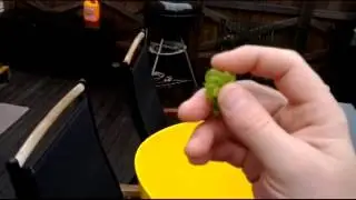Humlesk&ouml;rd 2013 - hur du ser att humle &auml;r mogen.