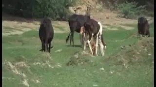 Tribal Culture and Customs |Momand Agency Nagha PKG by Gul Muhammad Momand 29 08 17