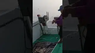 Taiwan fishing boat operation catch king mackerel using artificial bait #fishing