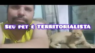 Meu gato de estima&ccedil;&atilde;o peludinho 🐈