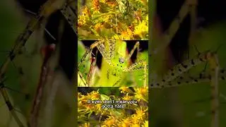 The green lynx spider 🕷️
