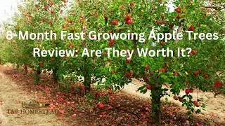 8-Month Update: Fast-Growing Apple Trees Revealed