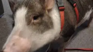 Micro Mini Pig Listens When He Wants To LOL