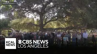 Pasadena neighbors rally to save popular tree at McDonald Park