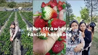 KEBUN STRAWBERRY FANLING HONGKONG😍🍓