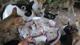 Cats eating yummy fish - Cats eat raw fish - The Gohan Dog And Cats