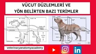 Vücut Düzlemleri Ve Anatomik Yönler(Directional Terms)
