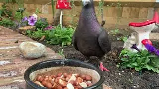 Peanut the Pigeon @WildlifeWorld-2023