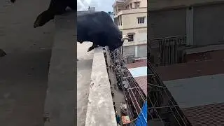O último foi o pior #animais #bichos #curioso