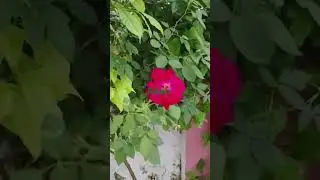 Allah ki yaad🤲🕌 beautiful nature#video#islamic#status