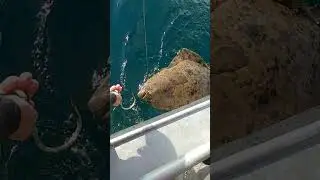 119cm Halibut from Norway! #halibut #seaangler #fishingvideo
