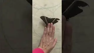 #shorts #butterfly #big i found this big butterfly