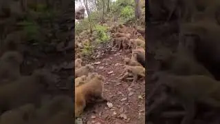 Monkey Gang Fight 🤯 || Gang war between Monkeys 😱 || Battle of survival || Wildlife Rivalry 😱