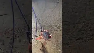 how to rig big shark baits for a 100% hook up #fishing #sharkfishing #ocean