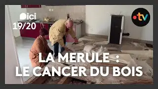 La m&eacute;rule : le cancer du bois touche aussi la Vend&eacute;e