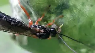 Pimplinae wasp eating larvae out of a leaf mine -  20250811 132017