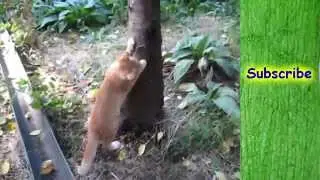 Kitten falls out of tree