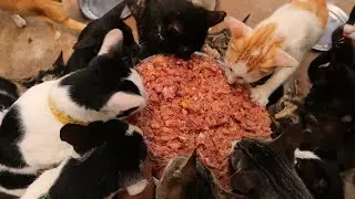 Raw feeding Cats | Cat eat raw chicken | Kitten Eating raw chicken