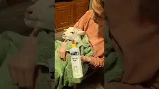 We Have Bottle Lambs! Really Cute Lambs Were Rejected By Their Mom In -5 Degree Storm.
