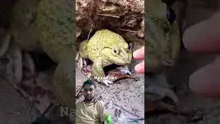 #frog #funny #hijabehaya #animals #wildanimals #frogjump #wildlife #comedy #funnyamphibian #funnyfr