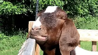 I adopted a dinner goat. Here's what happened.