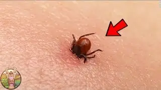 LES 10 INSECTES LES PLUS DANGEREUX DU MONDE | Lama Fach&eacute;