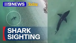 Incredible drone vision captures great white shark metres away from shore | 9 News Australia