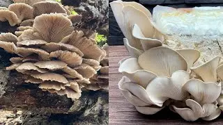 Pilze z&uuml;chten | Erntezeit #52 | Wilder Austernseitling von @derpilzfluesterer