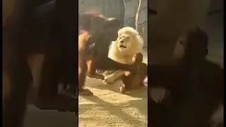 Orangutan Mother Rescues Baby From White Lion &mdash; Zoo Feeding Emergency #animals #wildliferescue