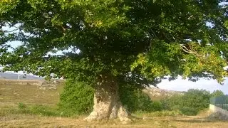 HABLA EL HAYA DE AHEDO DE LAS PUEBLAS