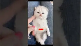 😍so cute cats * best funny cat videos 2021 #49 #shorts