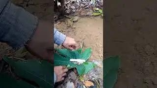 Mancing ikan kecil di anak air #nature #jungle #outdoorsbyzu