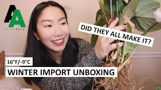 Is Winter Import Risky? Did They All Make It? Aroid Asia Plant Unboxing + Update