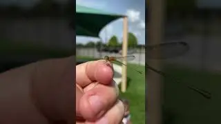 Damselfly lands on my finger!!!