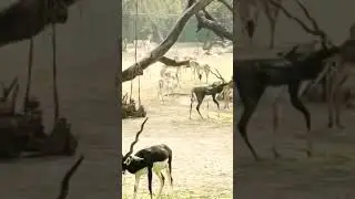 Small Deer in National Zoological Park delhi