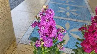 Stock flower tips and caring guide