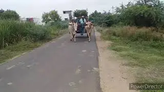 formar cultivated agricultural using bullock/cow videos bullock cart pullock power vidoes