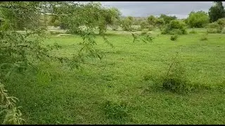 Green Desert: The Beauty of Tharparkar | United TV