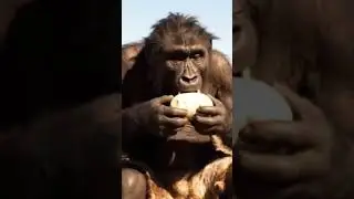 human survival and sapiens survival #6 million years ago video #humanbody  #sapiens #survivalskills
