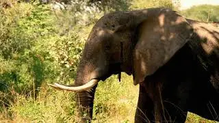 Conservation Projects Zambia