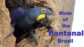 Birds of the Pantanal