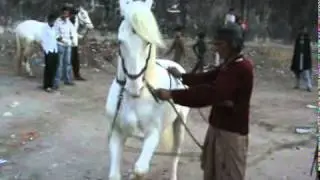 ustad asghar horse dans lado ana nankana 2012.mpg