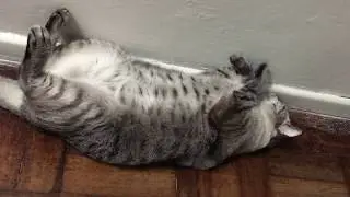 Jorge the lazy and angry cat (quarantine diary day 8)